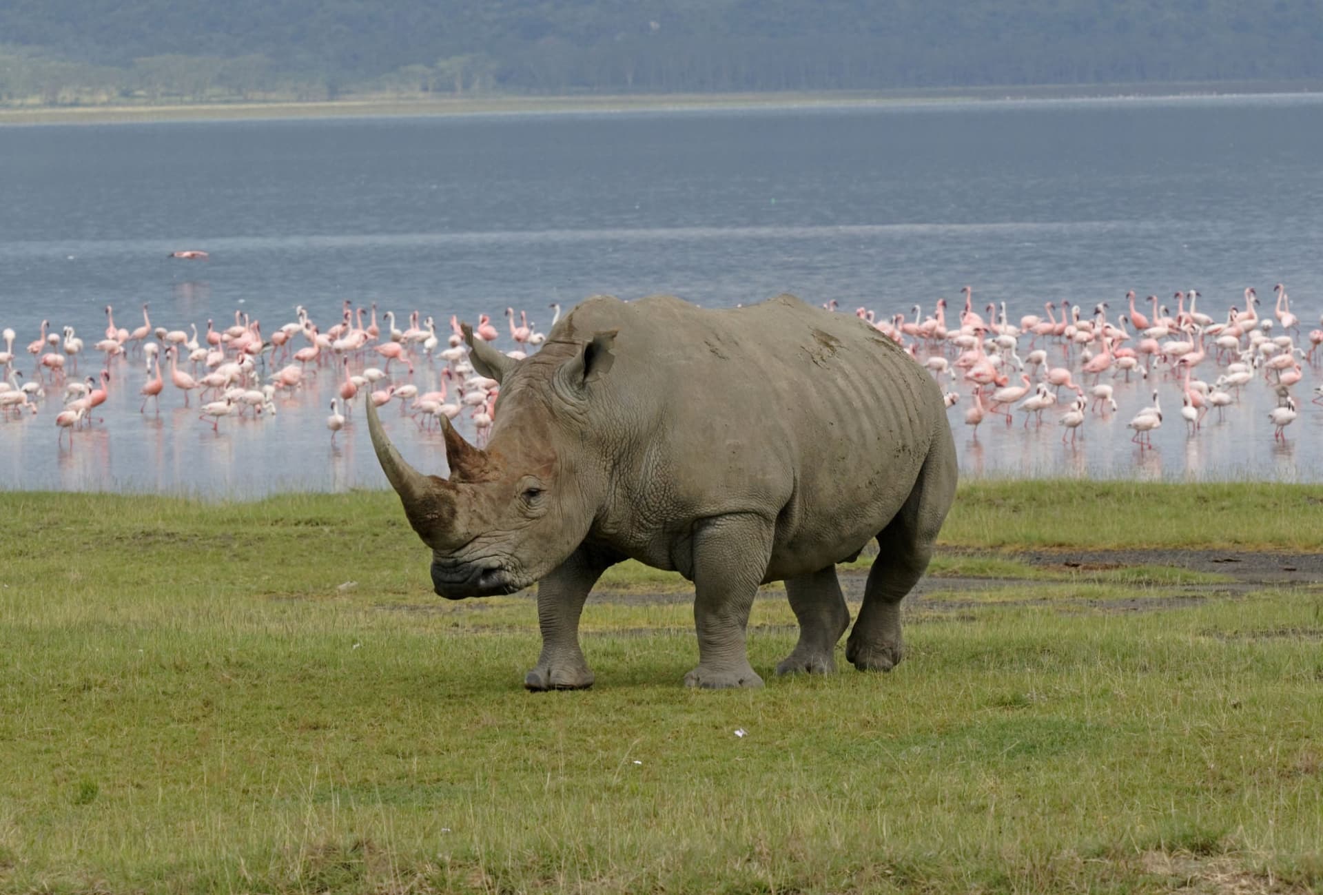 Day 4: Lake  naivasha to Lake Nakuru National Park