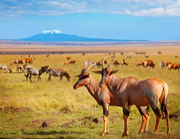 3 days Safari Amboseli National Park