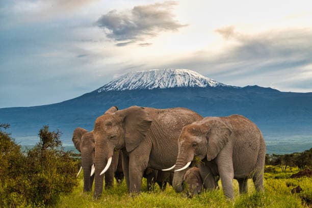 7 Days lakes and plains safari: Amboseli, Naivasha, Nakuru & Mara 4