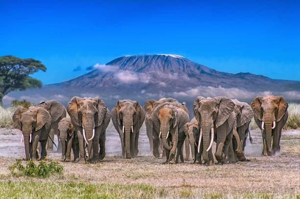 3 days Safari Amboseli National Park 3