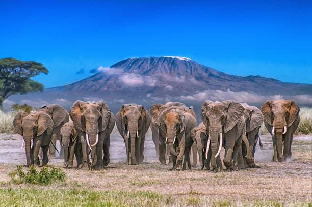 7 Days lakes and plains safari: Amboseli, Naivasha, Nakuru & Mara