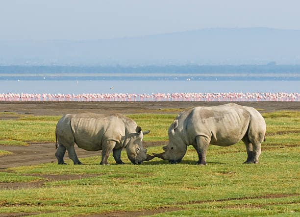 Day 4: Lake  naivasha to Lake Nakuru National Park