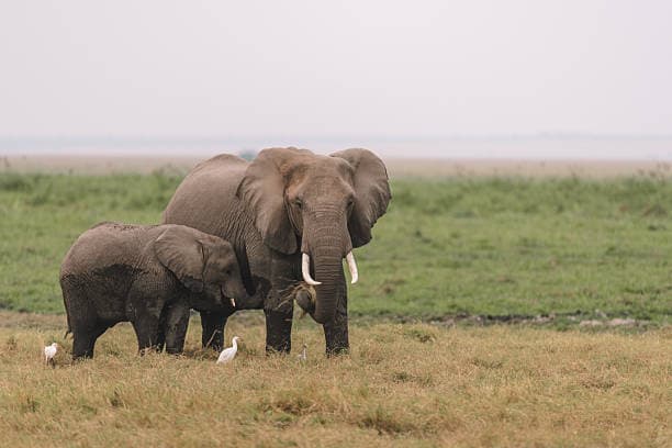 7 Days lakes and plains safari: Amboseli, Naivasha, Nakuru & Mara 3