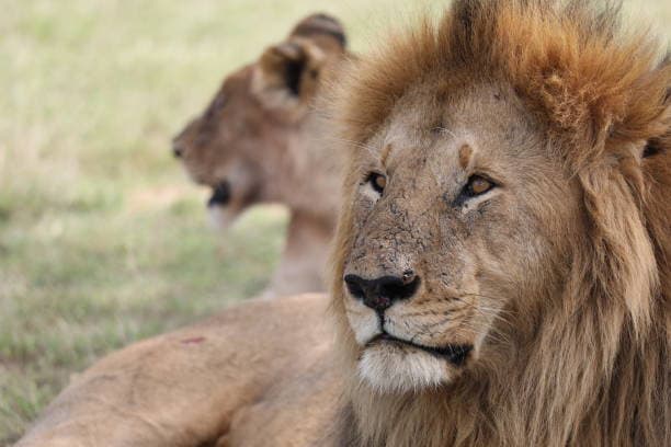 7 Days lakes and plains safari: Amboseli, Naivasha, Nakuru & Mara 2