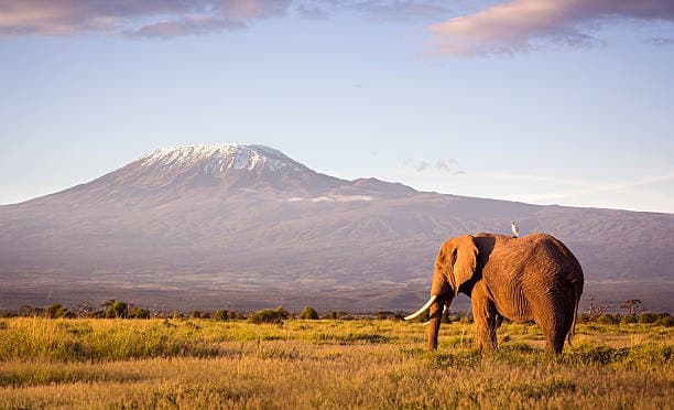 Amboseli National Park — Kenya