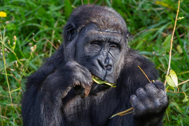 Bwindi Impenetrable Forest