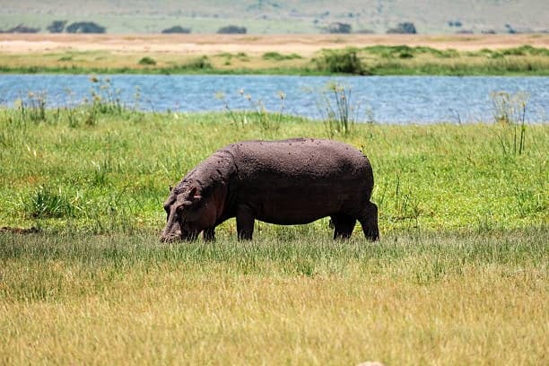 3-Day Mid-Range Uganda Safari to Murchison Falls & Ziwa Rhino Ranch 5