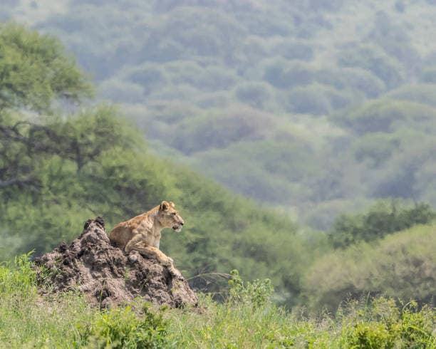 9-Day Tanzania Safari & Zanzibar Beach Holiday 5