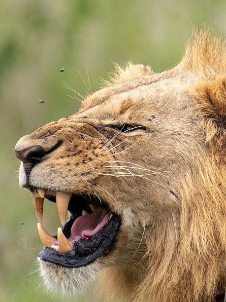 Day 1: Nairobi Wildlife Experience – Nairobi National Park, Sheldrick Wildlife Trust & Giraffe Centre