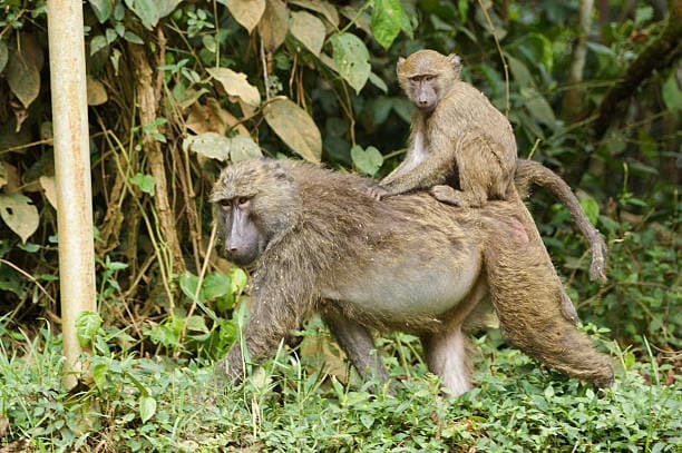 Parque Nacional Kibale