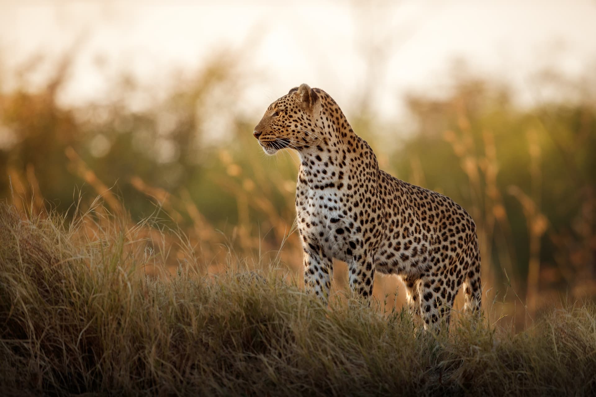 Africa Safari: How the African Leopard Hides Spots