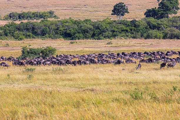 Blue Wildebeest