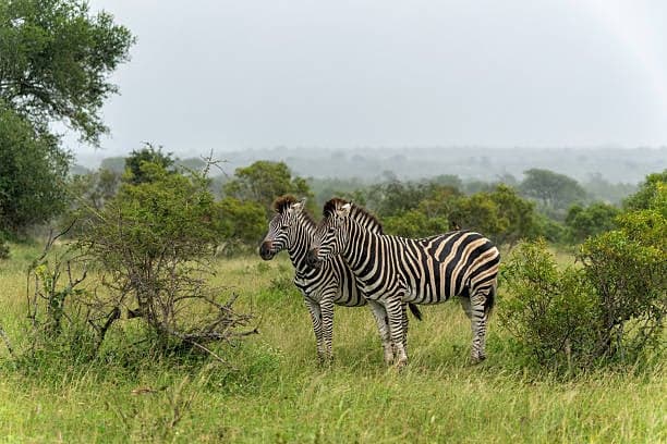 Plains Zebra