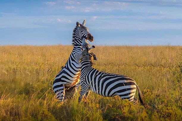 Steppenzebra