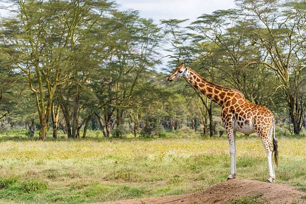 Massai-Giraffe