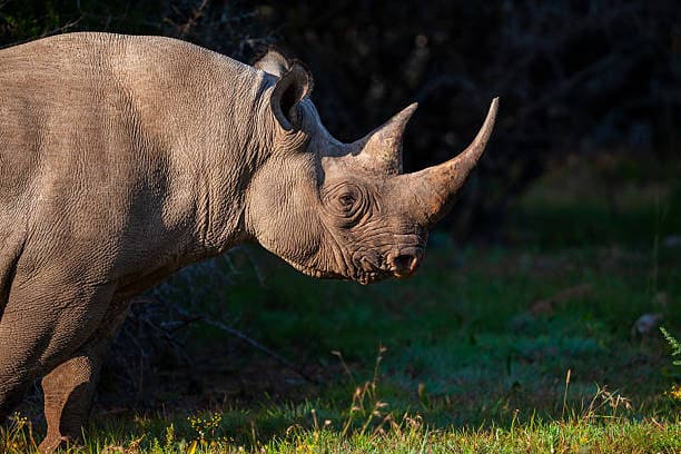Schwarzes Nashorn