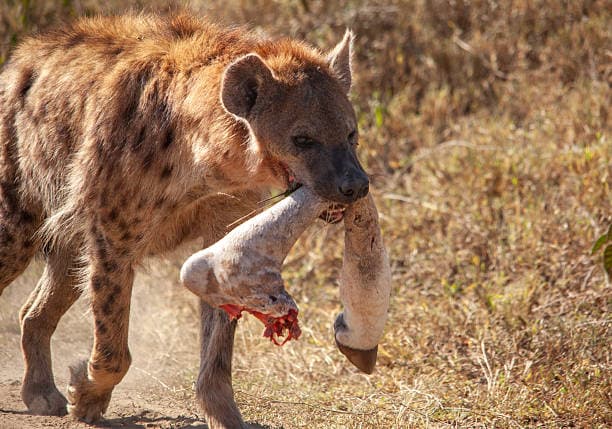 Hyena