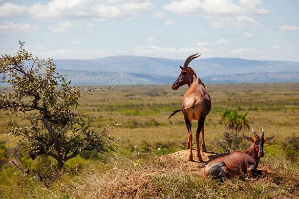 Topi Antelope