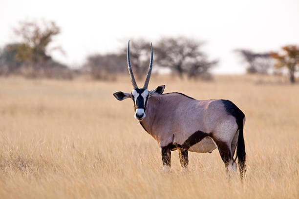 oryx
