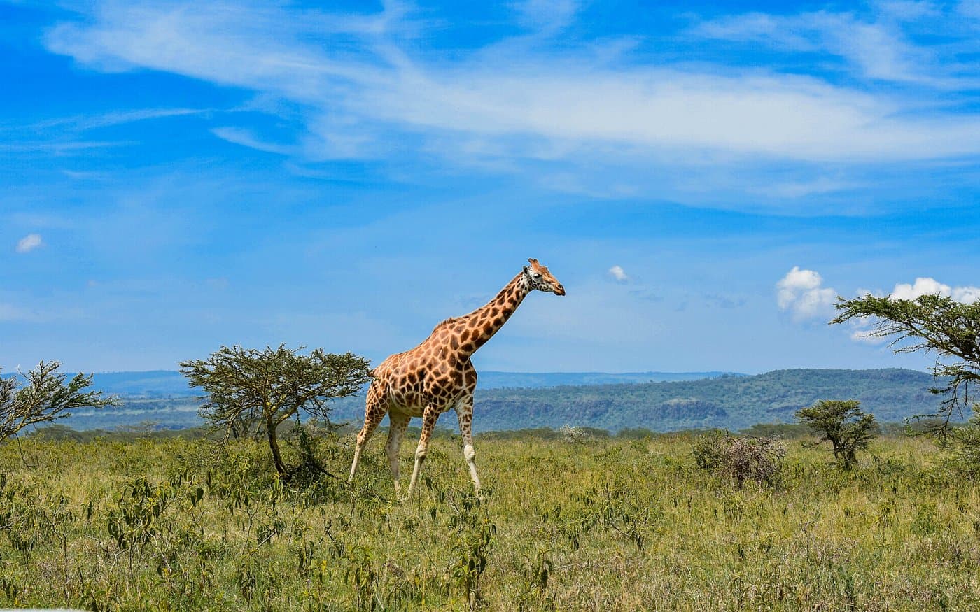 The Nakuru Lodge 2