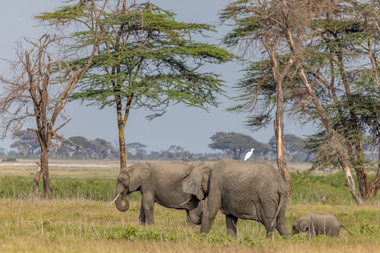 Sentrim Amboseli 2