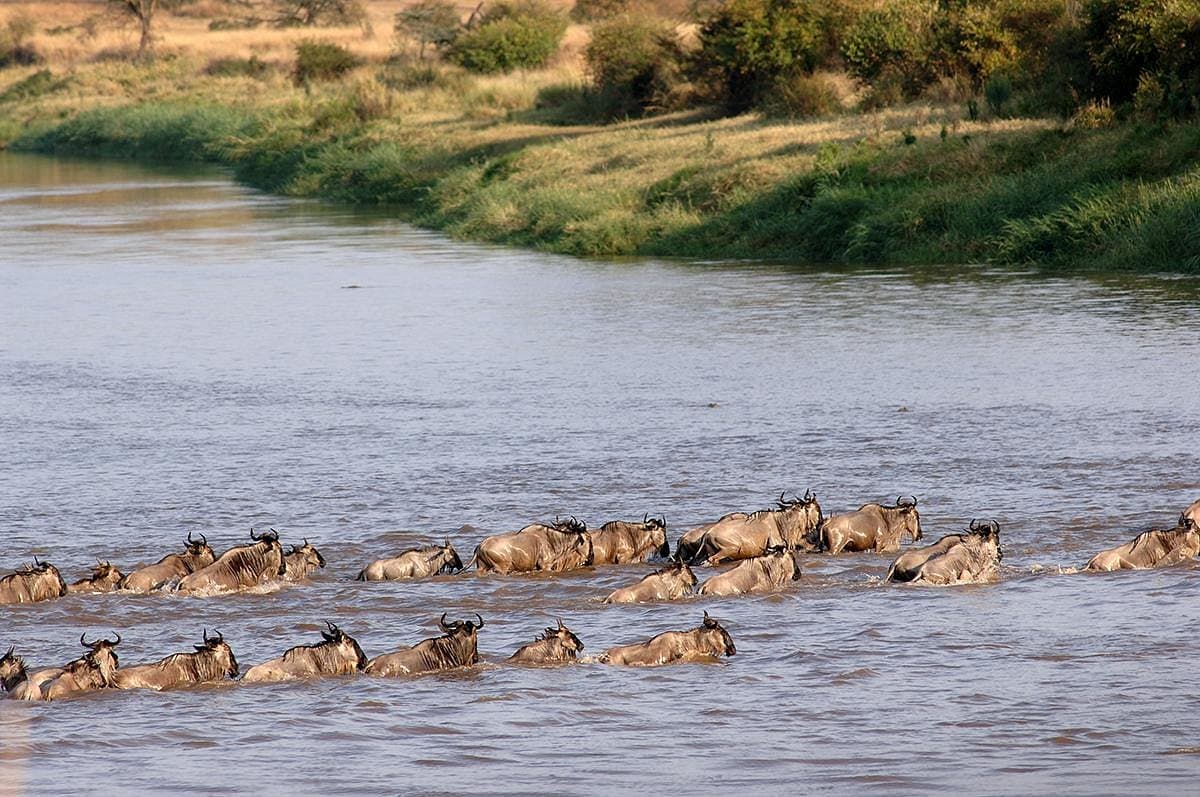 Serengeti Under Canvas 4