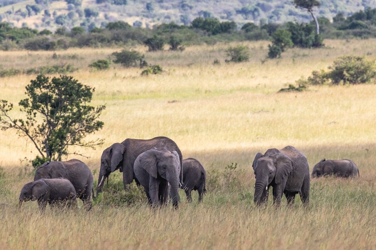 3-Day Maasai Mara Safari Adventure