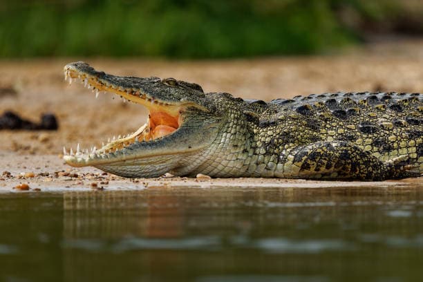 Krokodil