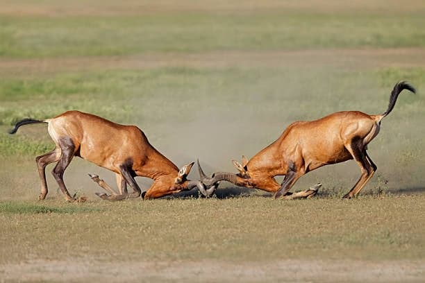 4-Day Masai Mara, Lake Nakuru & Lake Naivasha Safari 2