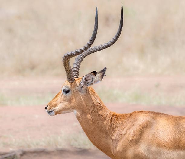 Grant Gazelle