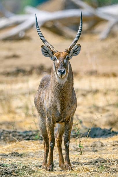 10-Day Kenya Safari and Diani Beach Holiday 5