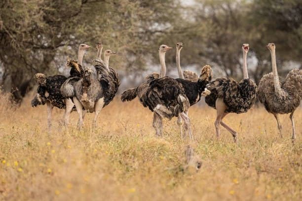 10-Day Kenya Safari and Diani Beach Holiday 4