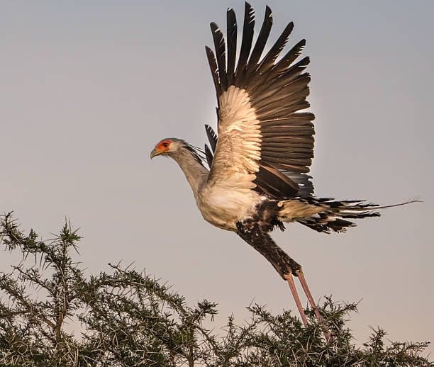 9 Days Kenya Safari & Zanzibar Beach Escape 5