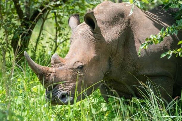 3-Day Luxury Uganda Safari to Murchison Falls and Ziwa 4