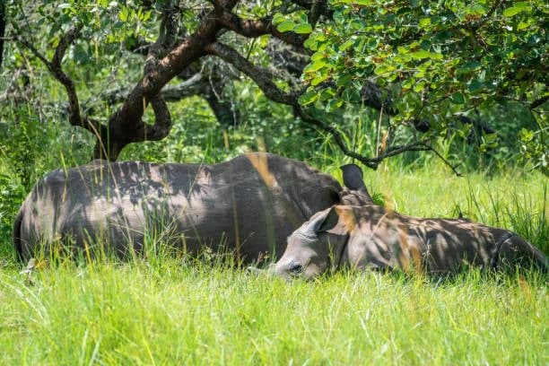 3-Day Luxury Uganda Safari to Murchison Falls and Ziwa 3