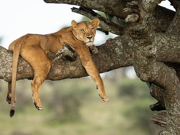Your first african safari: how many days do you need?