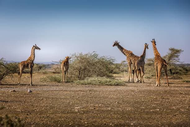 Best time to visit Central Serengeti 