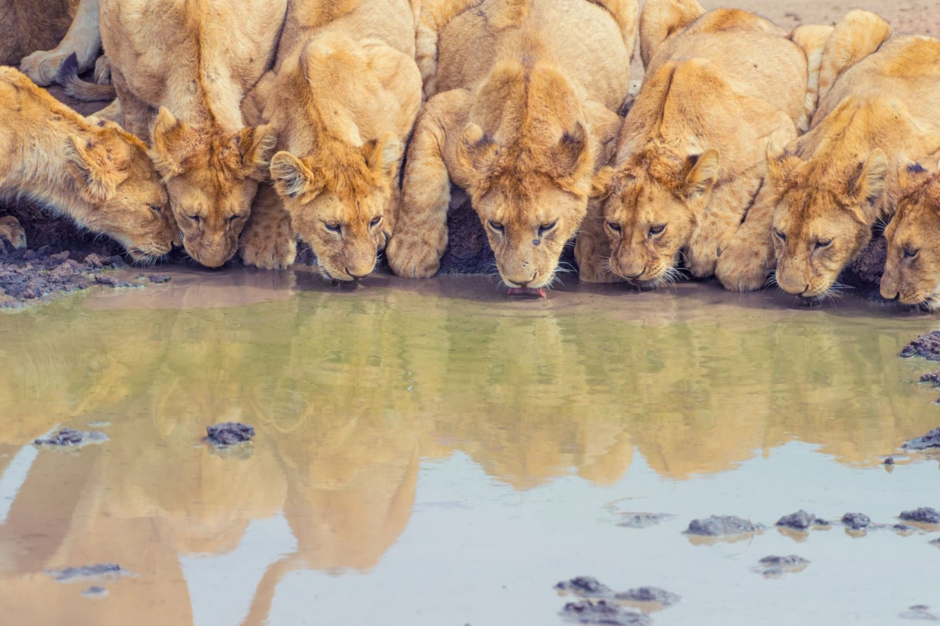 When is the best time to see the Great Migration in the Masai Mara?