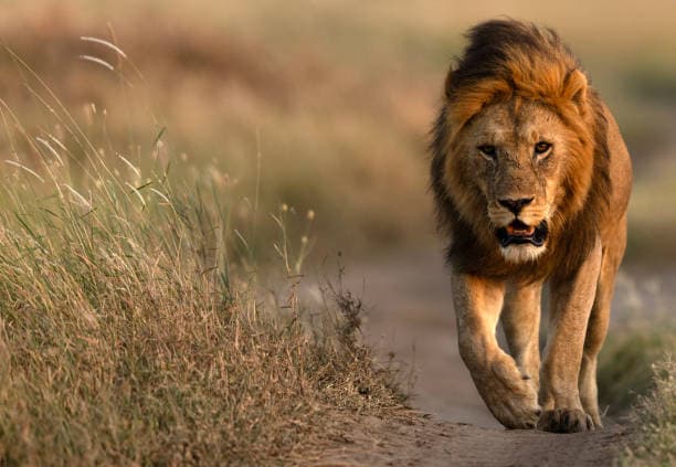 Day 5: Day 5: Northern Serengeti to Central Serengeti