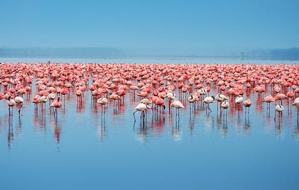 Lake Nakuru