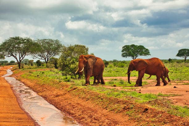Tsavo National Park