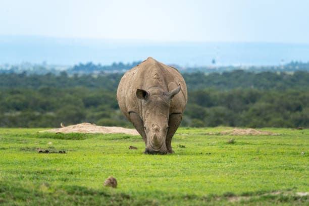 Ol Pejeta Conservancy