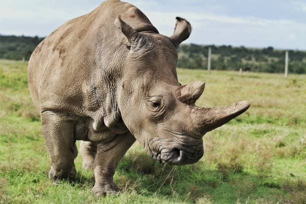 Best time for Kenya Safari: Month-by-month guide