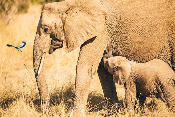Ruaha Nationalpark