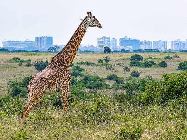 Nairobi National Park