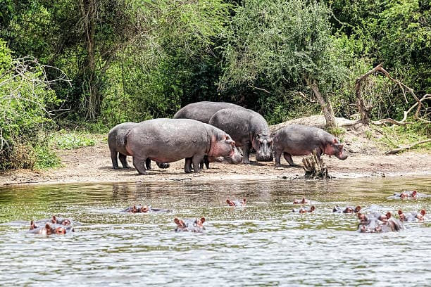 Lake Mburo Nationalpark