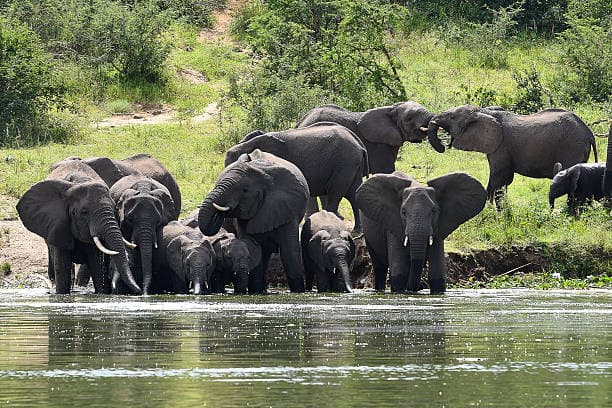 Queen-Elizabeth-Nationalpark