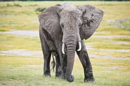 Elefante africano