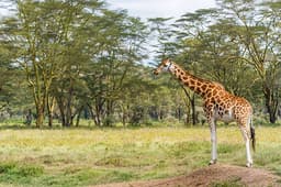 Jirafa Masai