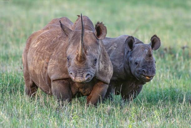 Day 3: Murchison Falls to Ziwa Rhino Ranch and Entebbe
